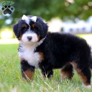Indy, Mini Bernedoodle Puppy